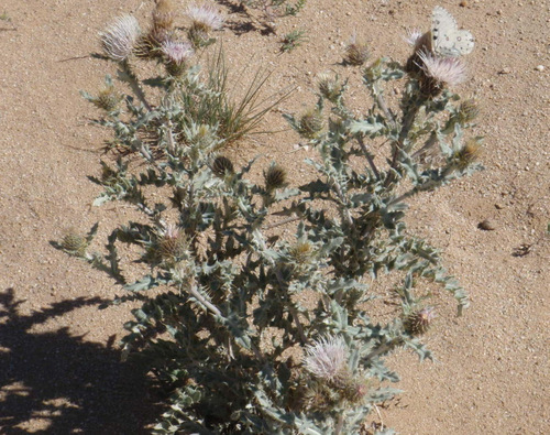 Black and White Butterflies on White Thistle.